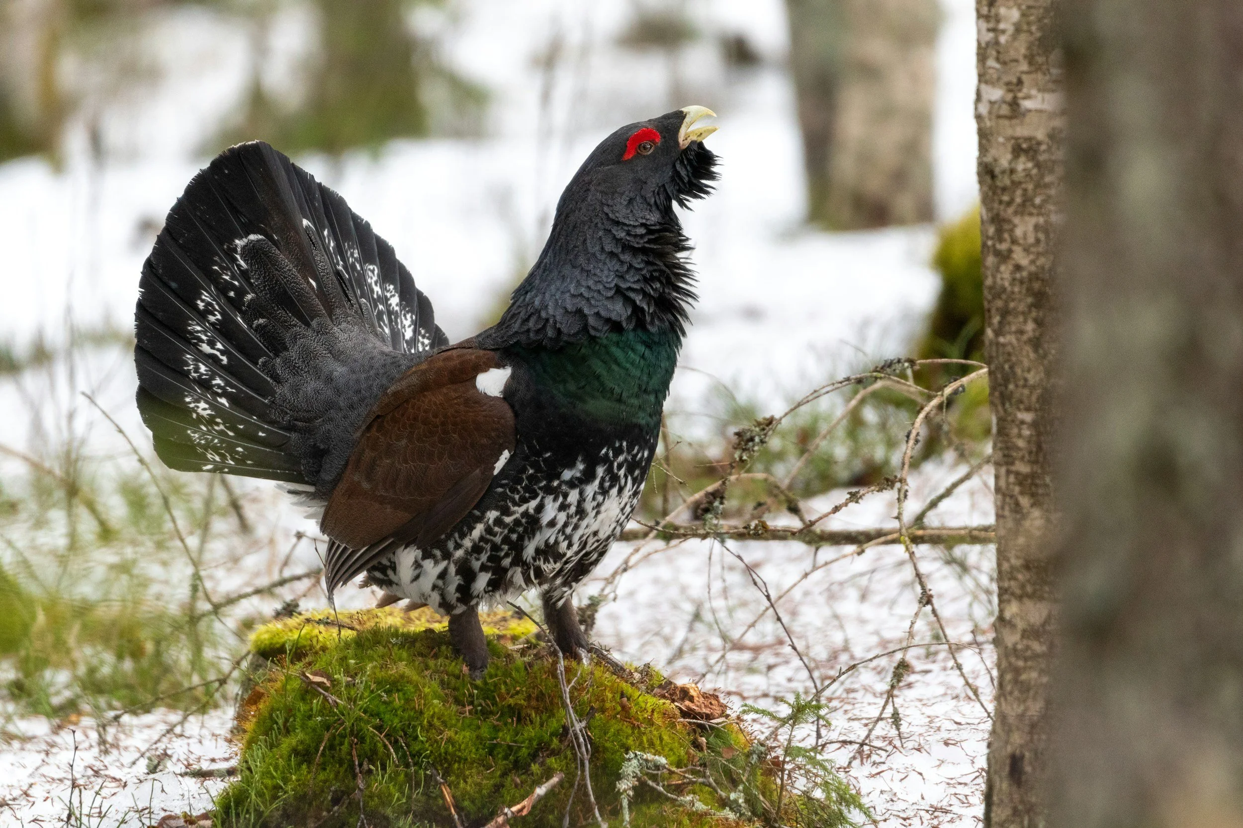 Call for Papers | Special issue on grouse ecology