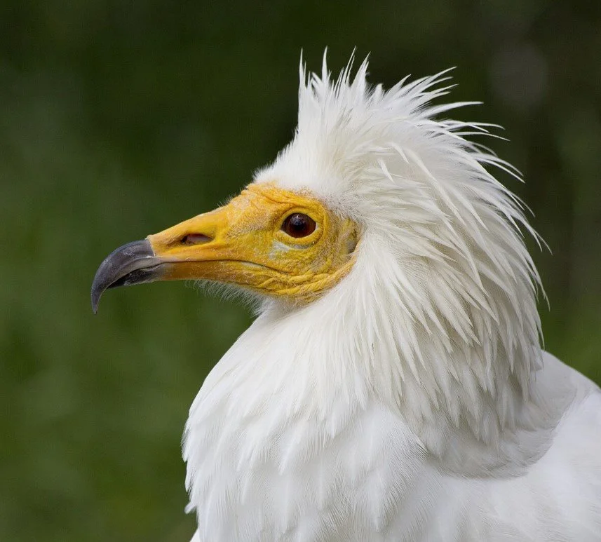 Study | Balancing moult, migration, and breeding in a long-lived partial migrant raptor