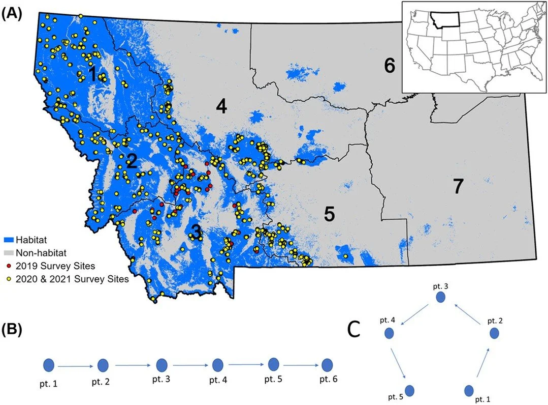 Development of optimized methods for unbiased dusky grouse population monitoring using real and simulated data https://vist.ly/4usak #Grouse #DistanceSampling #SimulationStudy