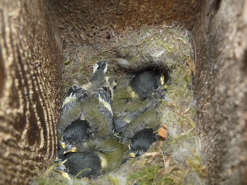 New paper: in great tits, male nestlings grow bigger and show stronger immune defenses than females, showing fast growth doesn&rsquo;t compromise immunity, likely thanks to priority access to food from parents.
ㅤ
➡️ https://vist.ly/4u2ys
ㅤ
Great tit 
