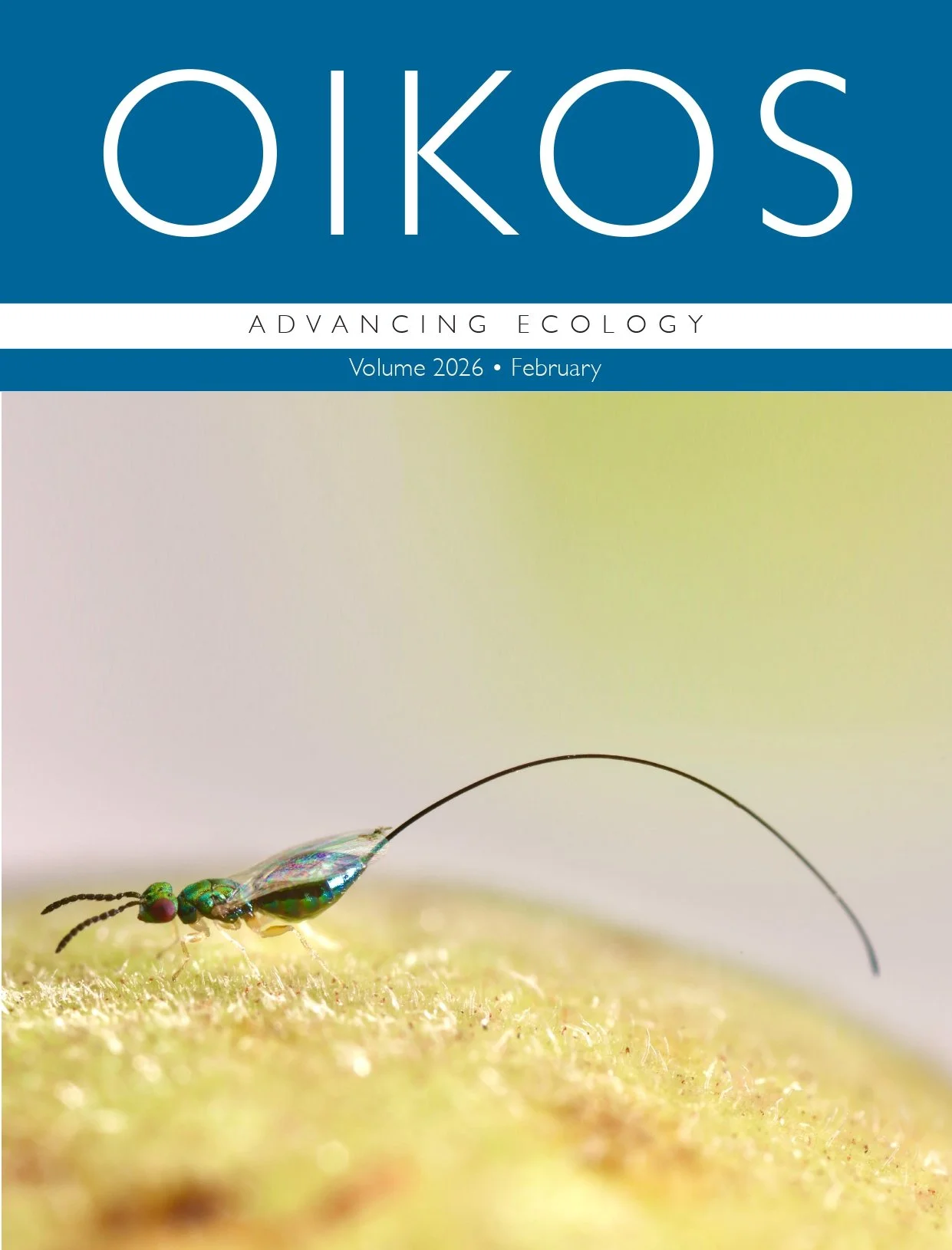 Cover | What Drives Diversity in Fig Wasp Communities