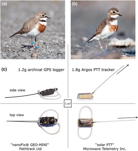 🚨 Top-downloaded 2024/25: Tracking devices on banded dotterels show no adverse effects on survival, breeding, or behavior. The study suggests refining device limits using species&rsquo; load capacity and locomotion mode
ㅤ
➡️ https://vist.ly/4v77i
ㅤ

