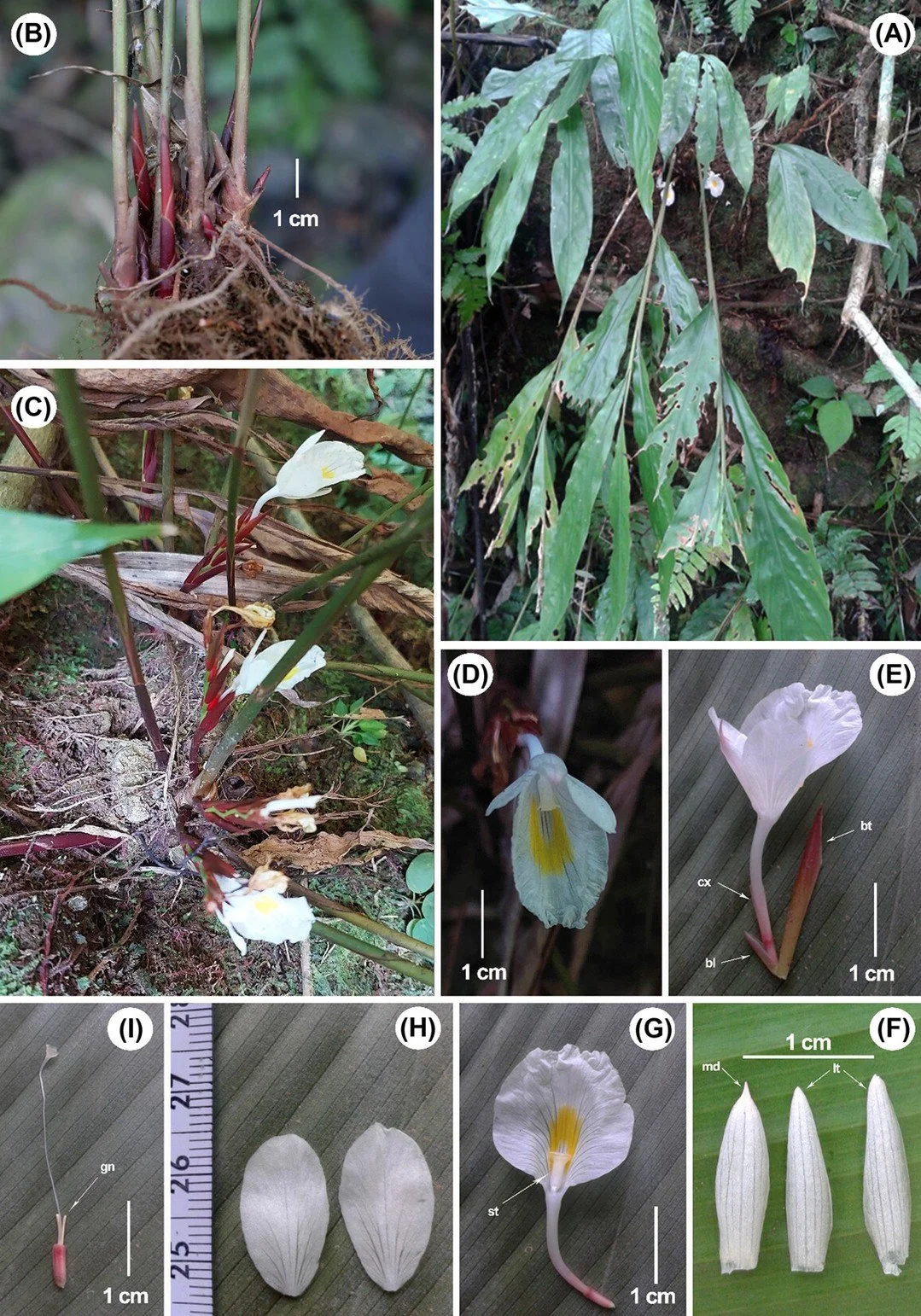 NEW PAPER: Parakaempferia alba sp. nov. (Zingiberaceae), a new species from Arunachal Pradesh, India by Mibang et al. The new species was distinguished morphologically from P. synantha.
https://vist.ly/4v77p
@nordicoikos #OpenAccess #plants #taxonomy
