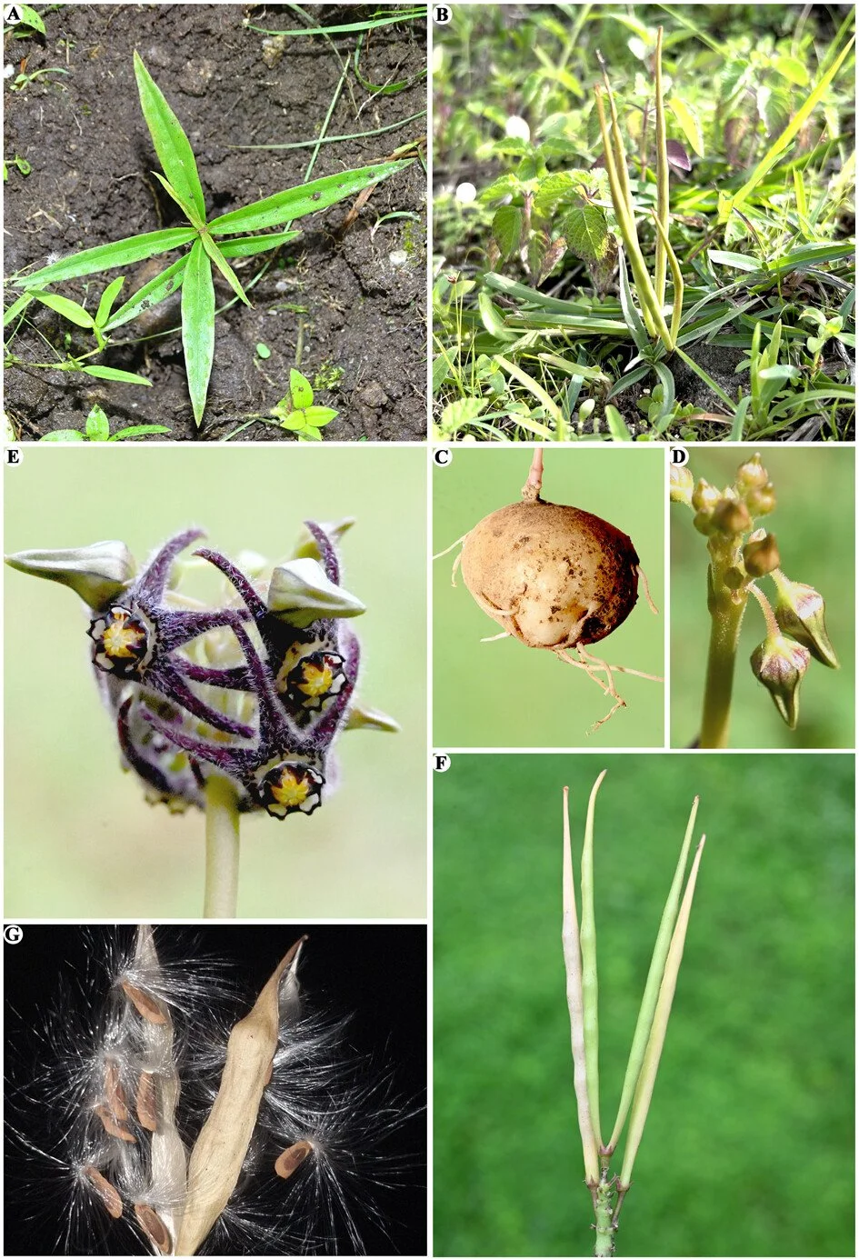 NEW PAPER: Ceropegia andhrica (Apocynaceae), a new species from Andhra Pradesh, India by Chiranjeevi et al. The new species is currently only known from the type locality which is under great pressure due to grazing, forest fires and habitat degradat