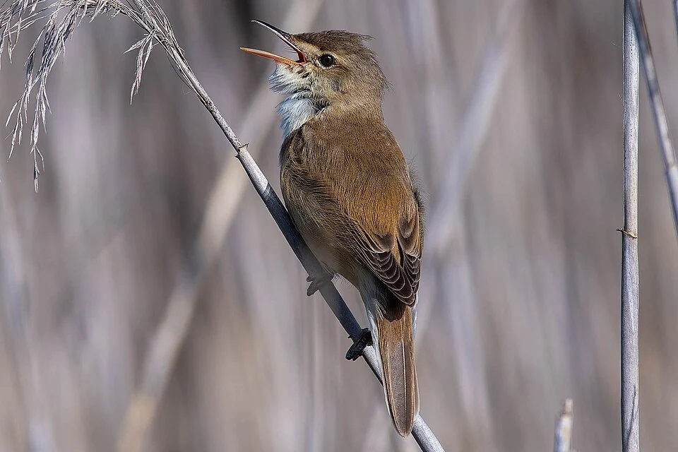 New paper: on the functional significance of female song in a temperate migratory species: nearly 40% of female great reed warblers sing early in incubation, likely to signal territory and reproductive status
ㅤ
➡️ https://vist.ly/4vgyi
ㅤ
Great reed w