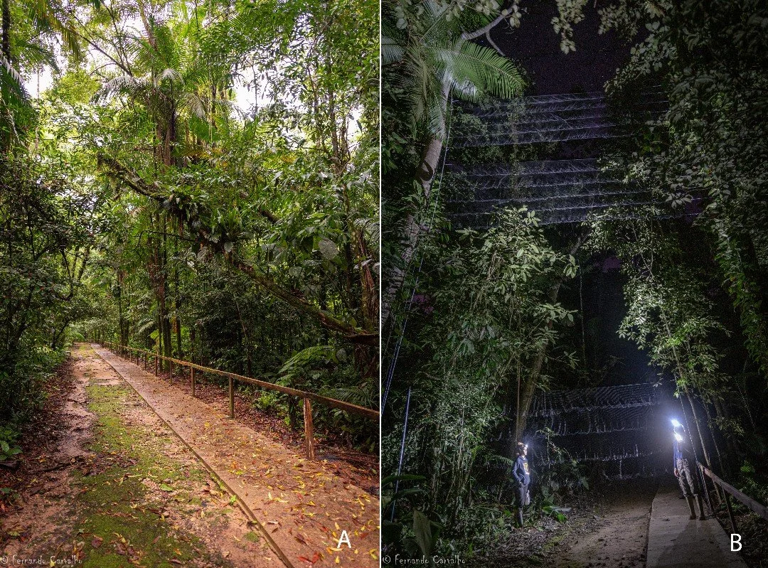 🦇🍇Stratified sampling enhances the understanding of bat&ndash;fruit networks in the southern Atlantic Forest
ㅤ
📷 Fernando Carvalho
ㅤ
https://vist.ly/4vjzb
ㅤ
#EcologicalNetworks #Frugivory #PlantAnimalInteractions #SeedDispersal #VerticalSpace #Zoo
