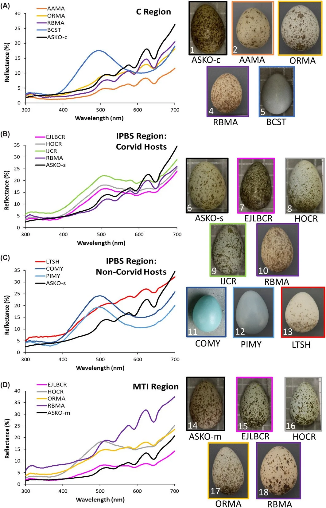 New paper: do Asian koels mimic their hosts&rsquo; eggs? Museum analyses show no mimicry of house crow eggs or host-specific types, but eggs resemble red-billed blue magpies and some crows, suggesting selective mimicry.
ㅤ
➡️ https://vist.ly/4vnqt
ㅤ
#