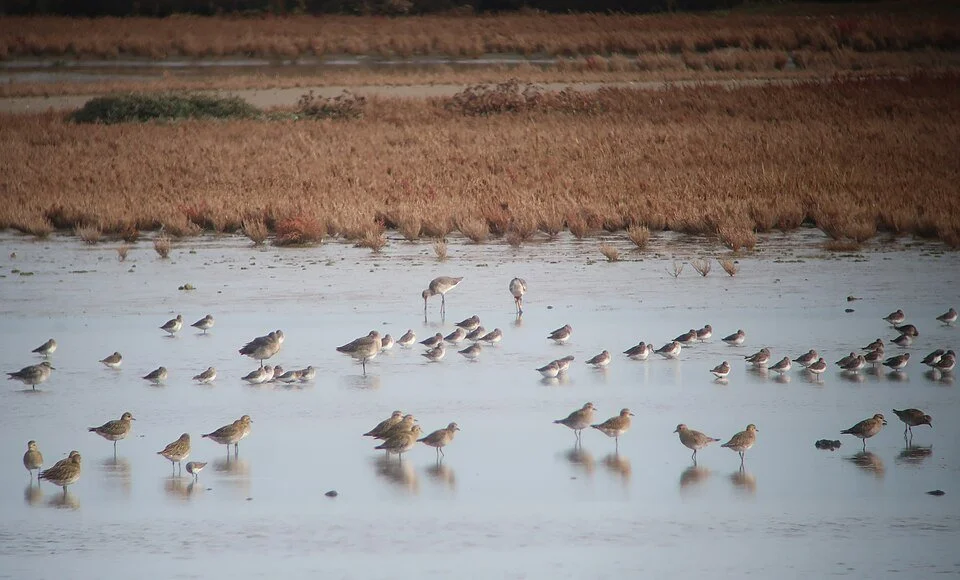 New paper: guidelines for tracker choice: a global synthesis of 2745 shorebird trackers on 37 species shows most deployments fail early, but success improves with lighter tags, leg-loop harnesses, satellite data retrieval, and solar power
ㅤ
➡️ https: