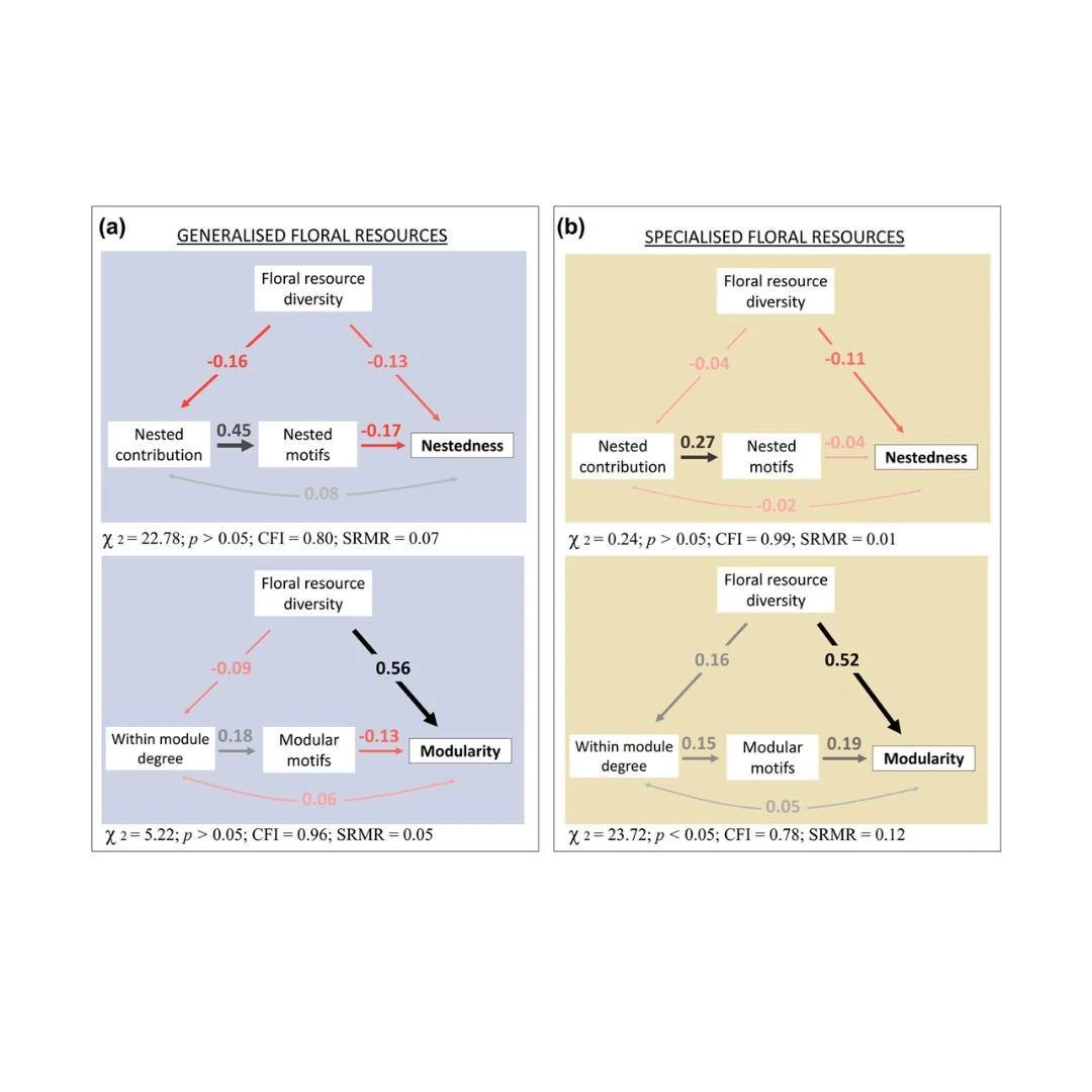 🌼🐝Floral resource diversity drives spatiotemporal variation in plant&ndash;pollinator network structure
ㅤ
https://vist.ly/4vtvd
ㅤ
#FloralRewards #FunctionalTraits #Modularity #MutualisticInteractions #Nestedness #NetworkMotifs