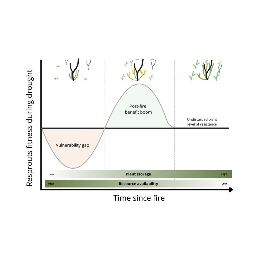 💥Ignite: 🥬Fire buffers drought impacts on reproduction in a resprouting Mediterranean shrub
ㅤ
https://vist.ly/4w4ep
ㅤ
#AnthyllisCytisoides #CombinedDisturbances #Drought #Fitness #PostFireResprouting