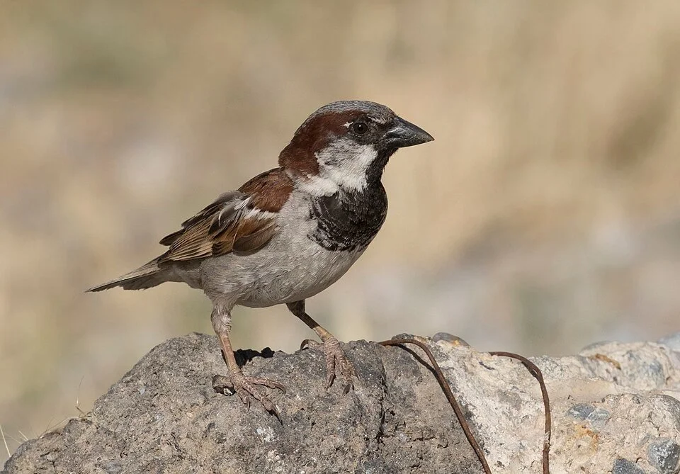 New paper: uropygial secretions vary in antimicrobial activity across 11 passerine species: house sparrows exhibit the strongest responses, secretion activity links to gland size, and body condition influences activity differently among species.
ㅤ
➡️