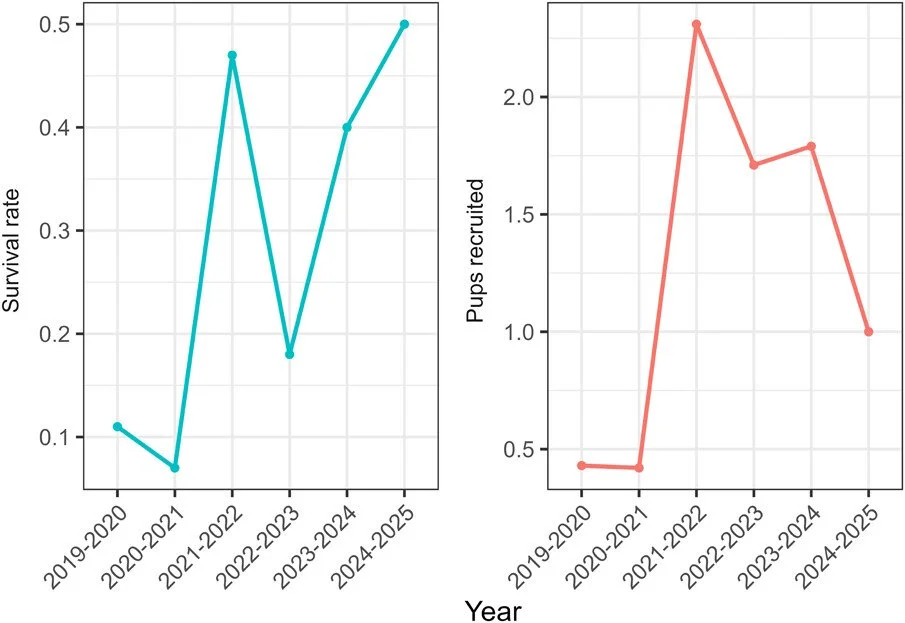 Born to die: pack and population level estimates of wolf pup survival and recruitment in the Greater Voyageurs Ecosystem https://vist.ly/4wm8x #Wolves #PreyAbundance #RemoteCameras
