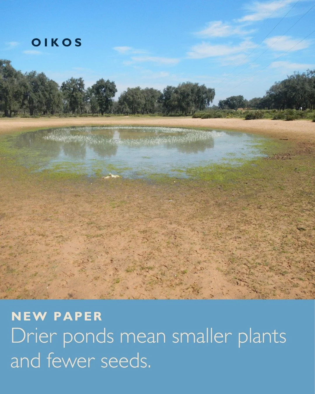 🌿Phenotypic plasticity in amphibious plants across a latitudinal (climatic) gradient
ㅤ
https://vist.ly/4wsf8
ㅤ
#ClimateGradient #FunctionalTraits #LocalAdaptation #NorthAfrica #Plants #TemporaryWetlands