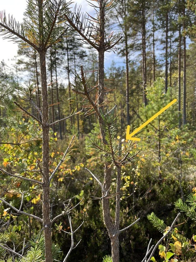 The effects of moose and pine density on browsing damage in Swedish pine forests https://vist.ly/4xekx #Moose #Browsing #Damage