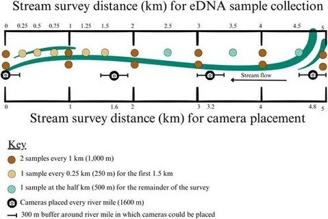 Combining non-invasive survey methods increases cumulative detection probability for breeding harlequin ducks https://vist.ly/4xyg8 #CameraTraps #eDNA #WaterBirds