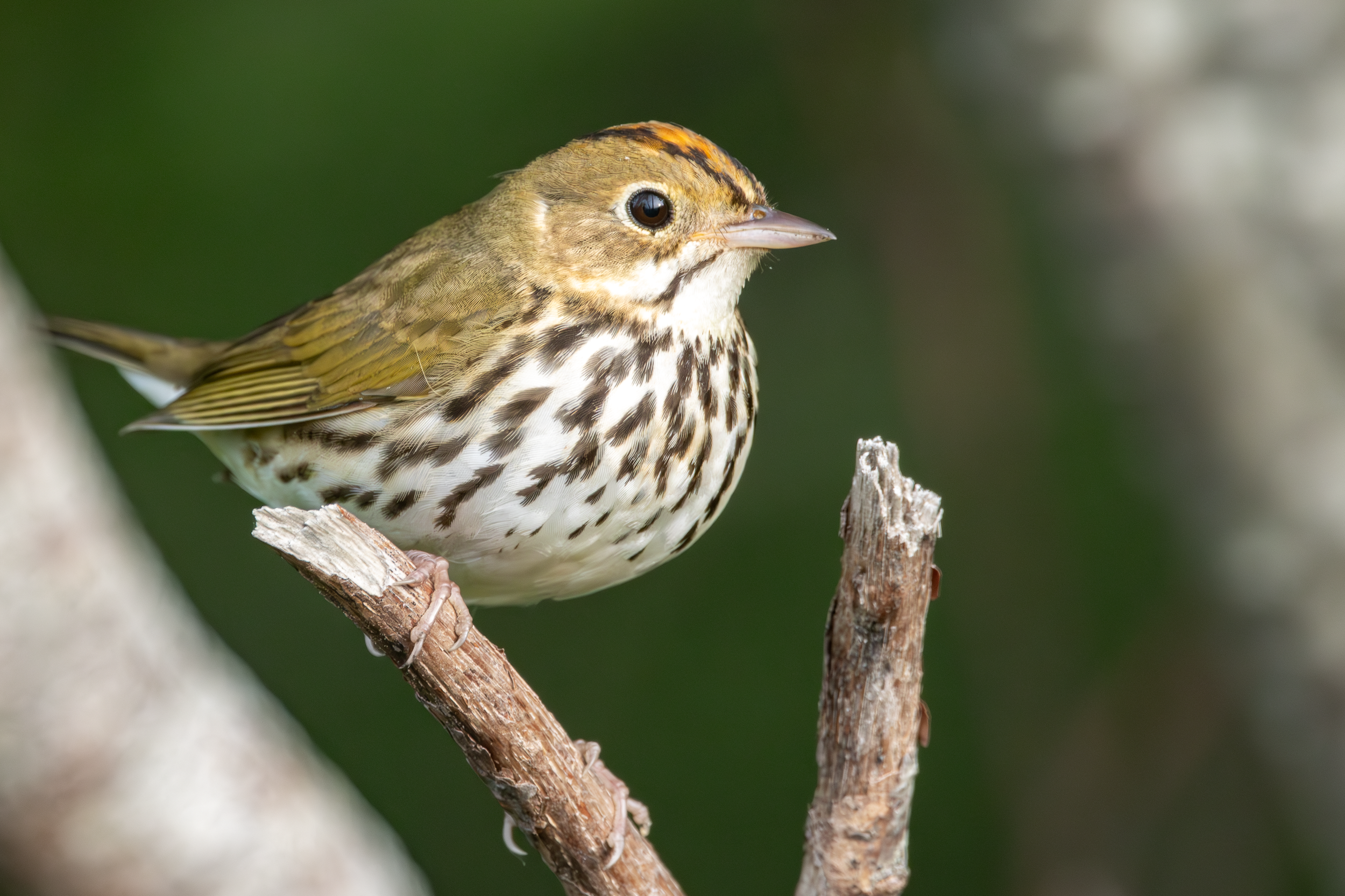 Study | Targeting Conservation for First Migrations