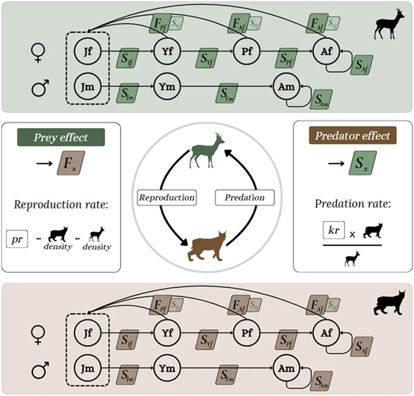 Adaptive harvesting of two trophic levels stabilises predator&ndash;prey dynamics. Simulations with Eurasian lynx and European roe deer https://vist.ly/4zwnr #Lynx #RoeDeer #Harvest #Predation