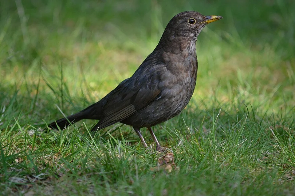 New paper: how does moult affect immune function in birds? In Eurasian blackbirds, immune function remained stable across moult progression in both juveniles and adults, suggesting maintenance of immunity during this energetically demanding stage.
ㅤ
