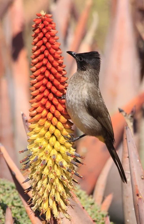 New paper: What determines when birds moult in tropical environments? In common bulbuls, diet manipulation shows that moult onset depends on body condition before moult, while moult speed depends on resources available during moult.
ㅤ
➡️ https://vist