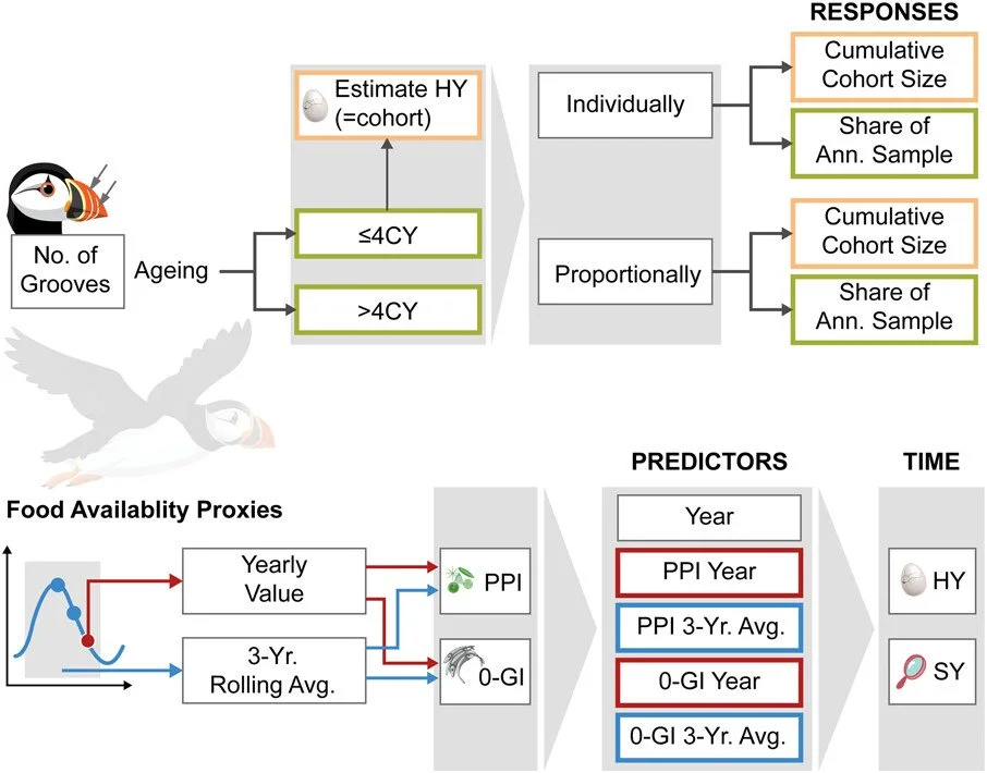 Variation in food availability affects the population age structure of Atlantic puffins Fratercula arctica in the Faroe Islands https://vist.ly/42u2r #JuvenileFishIndex #SeaBirds