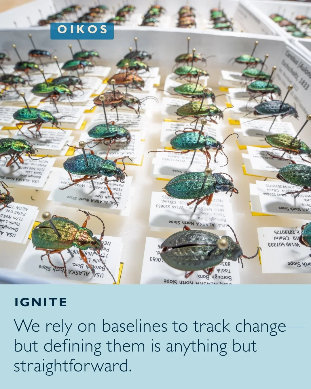 Ignite💥: 🪲Evaluating baselines for long-term ecological monitoring of biodiversity trends: insights from the US National Ecological Observatory Network carabid data
ㅤ
📷Isa Betancourt
ㅤ
https://vist.ly/42wx2
ㅤ
#BiodiversityMetrics #Carabids #Global