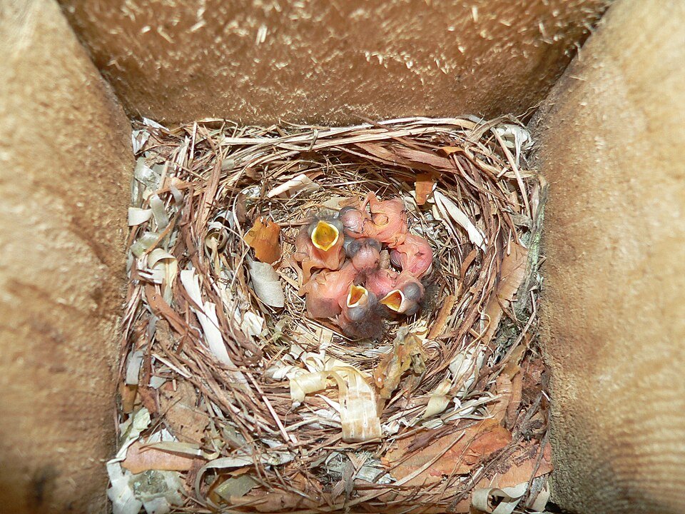 New paper: Do temperature fluctuations influence long-term survival prospects? In pied flycatchers, both experimental warming and cooling during early life resulted in shorter telomeres, indicating potential impacts on future performance
ㅤ
➡️ https:/