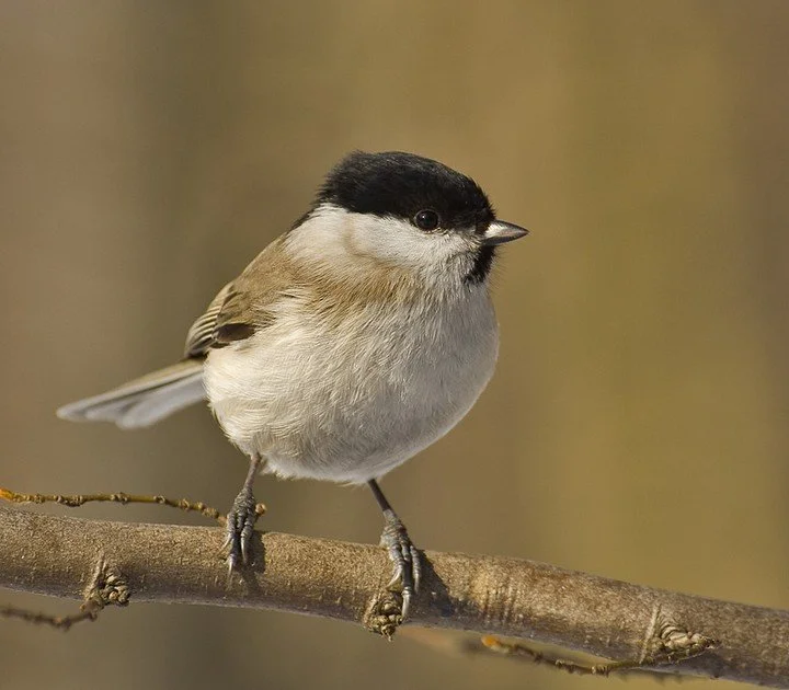 New paper: can habitat restoration aid declining woodland birds? In marsh tits, larger native woods support higher populations, while conifer plantations reduce habitat quality, suggesting restoration of deciduous woodland may support population reco