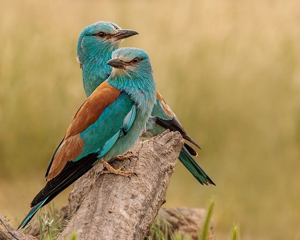 New paper: can reproductive flexibility buffer extreme weather impacts? In European rollers, intense rainfall altered breeding timing + increased failures, but successful nesting in protected sites helped maintain population productivity
ㅤ
➡️ https:/