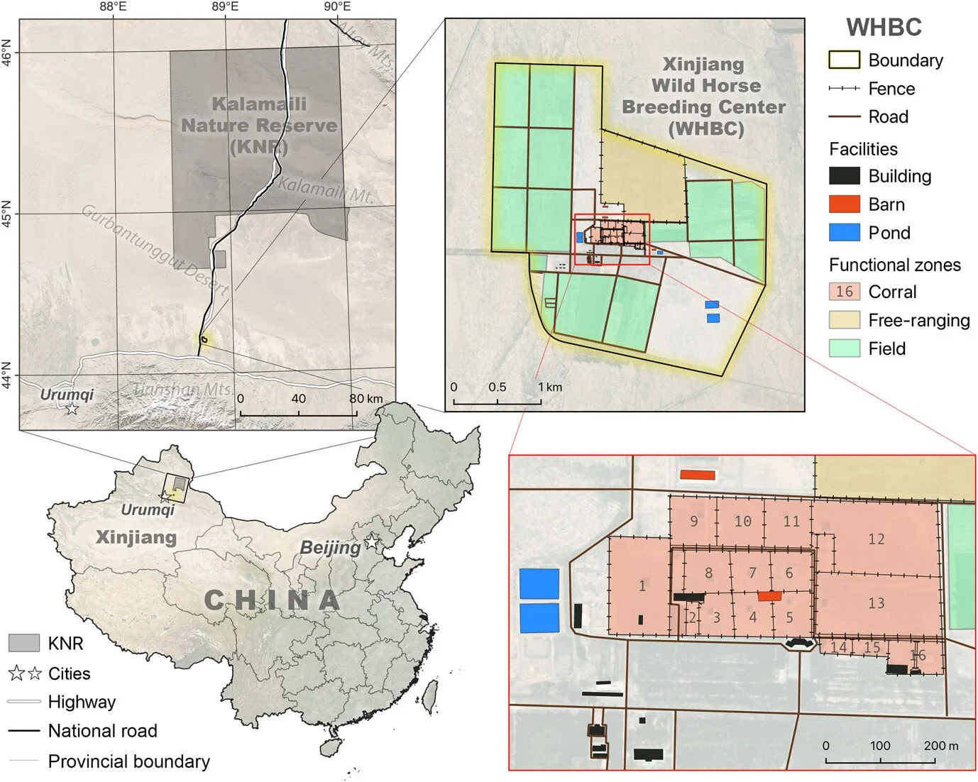 Forty years of captive breeding in Przewalski's horse: pedigree-based insights into population growth, sex ratio, and inbreeding https://vist.ly/53rcg #Conservation #Breeding #Management