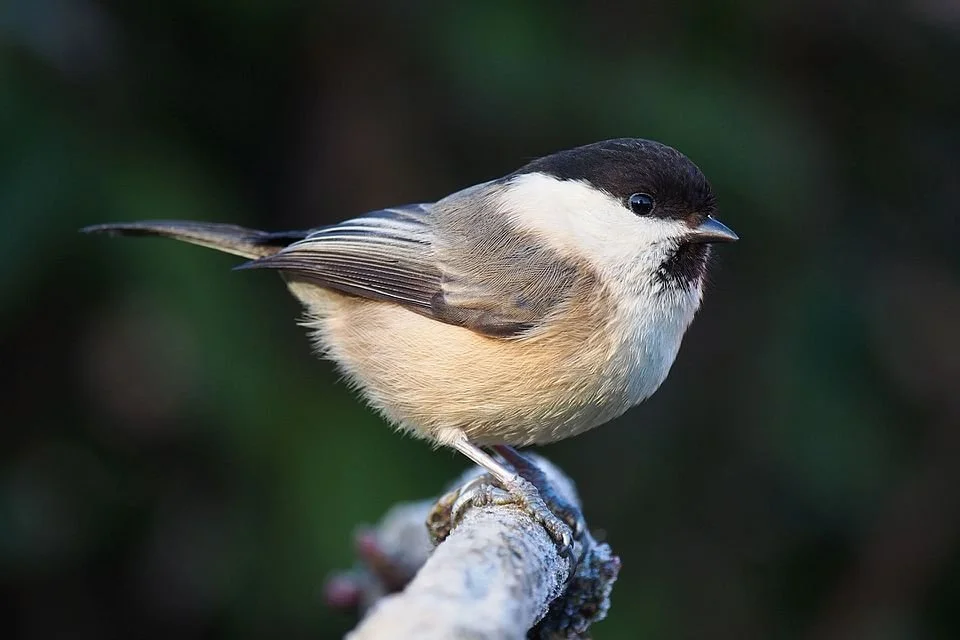 New paper: How does forestry affect different tit species? A 30-year study from Finland shows that clear-cutting and thinning can have contrasting effects on willow, great and blue tits, with consequences for recruitment and population persistence.
ㅤ