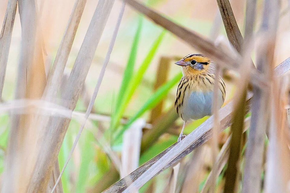 New paper: decoding song of one of the least studied North American passerines. Passive acoustic monitoring shows diel separation in song type use, as well as distinct daily and seasonal patterns for primary and flight songs for the LeConte's sparrow