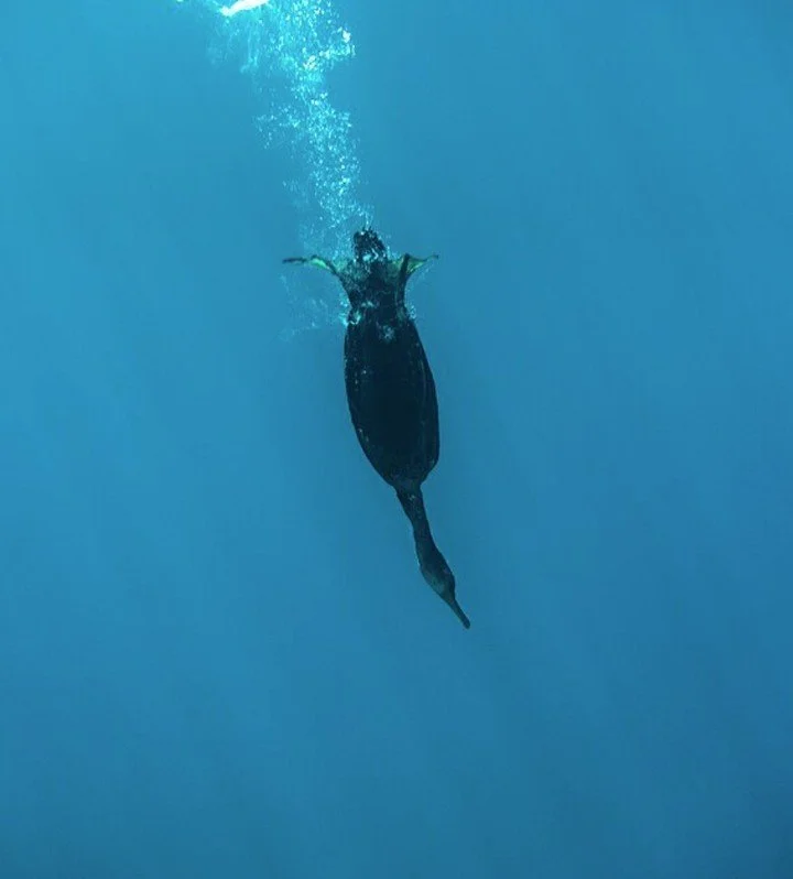 New paper: what affects dive duration in diving birds? A comparative study of 53 bird species shows that wing- and foot-propelled divers differ in dive duration, suggesting that swimming mode contributes to variation in diving performance.
ㅤ
➡️ https