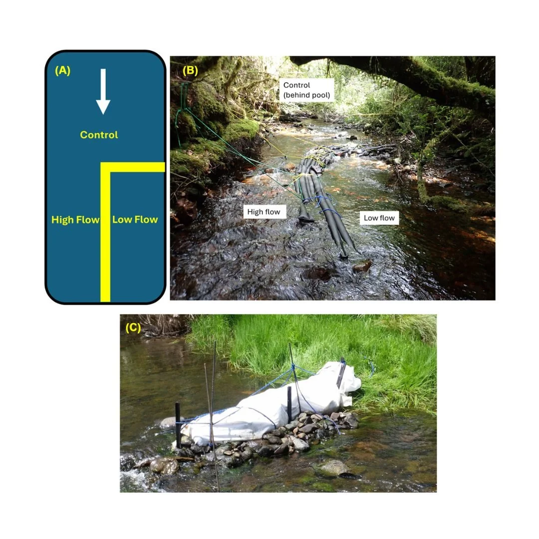 🌾🛶Catchment conversion to agriculture alters freshwater macroinvertebrate community responses to flow disturbance: results from a replicated in-stream experiment
ㅤ
https://vist.ly/58mcu
ㅤ
#CommunityEcology #Disturbance #Macroinvertebrate #Recovery 