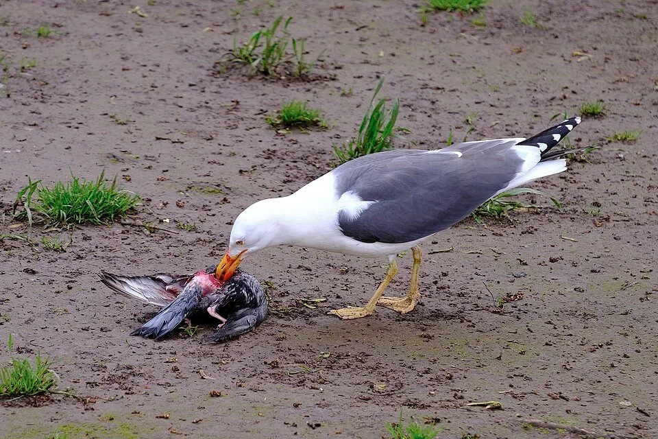 New paper: Can dietary flexibility benefit seabirds when marine resources become less predictable? Lesser black-backed gull pairs that adjusted their diet more between years produced heavier chicks in the year with the lowest marine contribution
ㅤ
➡️