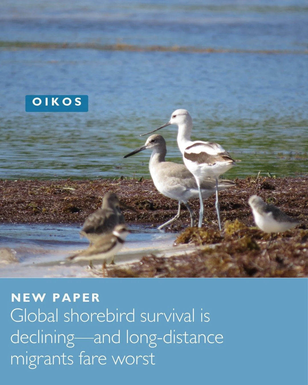 🌊🦢Global analysis of annual survival among shorebirds reveals a negative effect of migration distance and a decline in recent decades
ㅤ
📷 Vojtěch Kubelka
ㅤ
https://vist.ly/593aa
ㅤ
#AdultSurvival #Charadriiformes #DemographicTrend #JuvenileSurvival