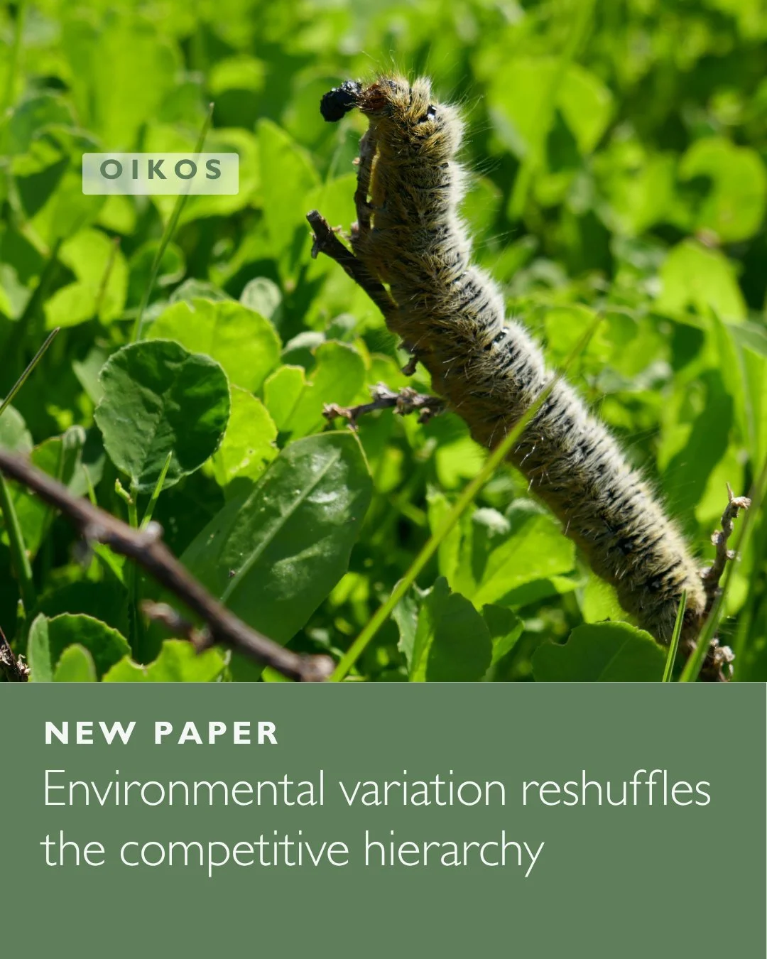 🐛🤝Environmental heterogeneity promotes regional coexistence through shifts in local competitive dominance
ㅤ
📷 Mar&iacute;a Hurtado
ㅤ
https://vist.ly/597hb
ㅤ
#CoexistenceTheory #CompetitiveExclusion #FitnessDifference #Herbivores #NicheDifferences 