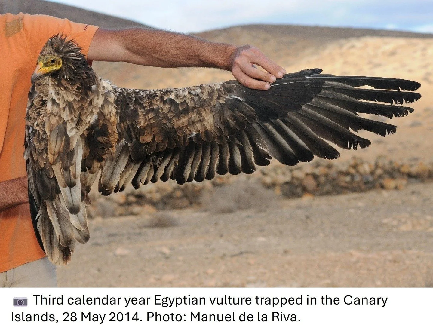 New paper: How do Egyptian vultures balance moult, migration, and breeding? Analyses of 740 moult records show that sedentary populations replace more feathers annually than migratory populations, reflecting different life-history trade-offs.
ㅤ
➡️ ht