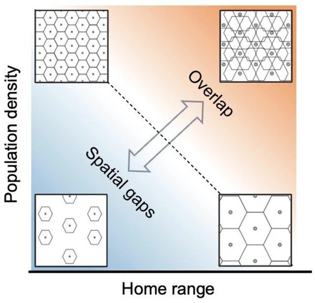 Relationship between home range and population density in mammals: the role of sociality, territoriality and habitat dimensionality https://vist.ly/59eic
