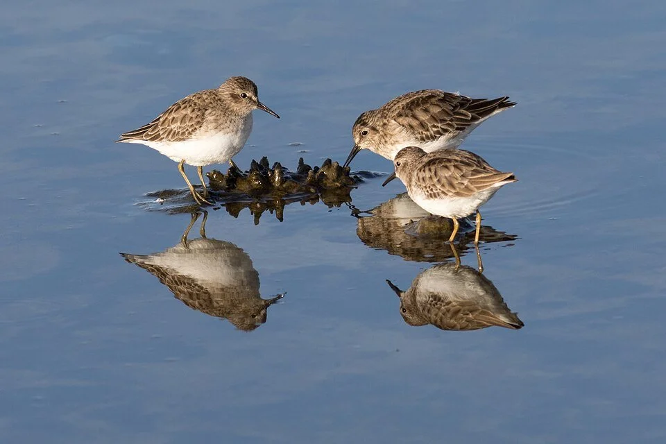 New paper: How flexible are migratory stopovers? A 30-year study of western sandpipers shows little change in stopover duration across four key Pacific Flyway sites, suggesting limited scope to adjust refuelling time in response to environmental chan
