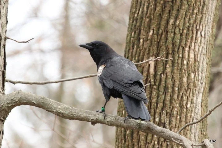 New paper: Do all black crow feathers look the same? American crow feather coloration varied with age, but not sex, and visual modelling suggests these subtle differences are detectable by crows and may be relevant for social communication.
ㅤ
➡️https