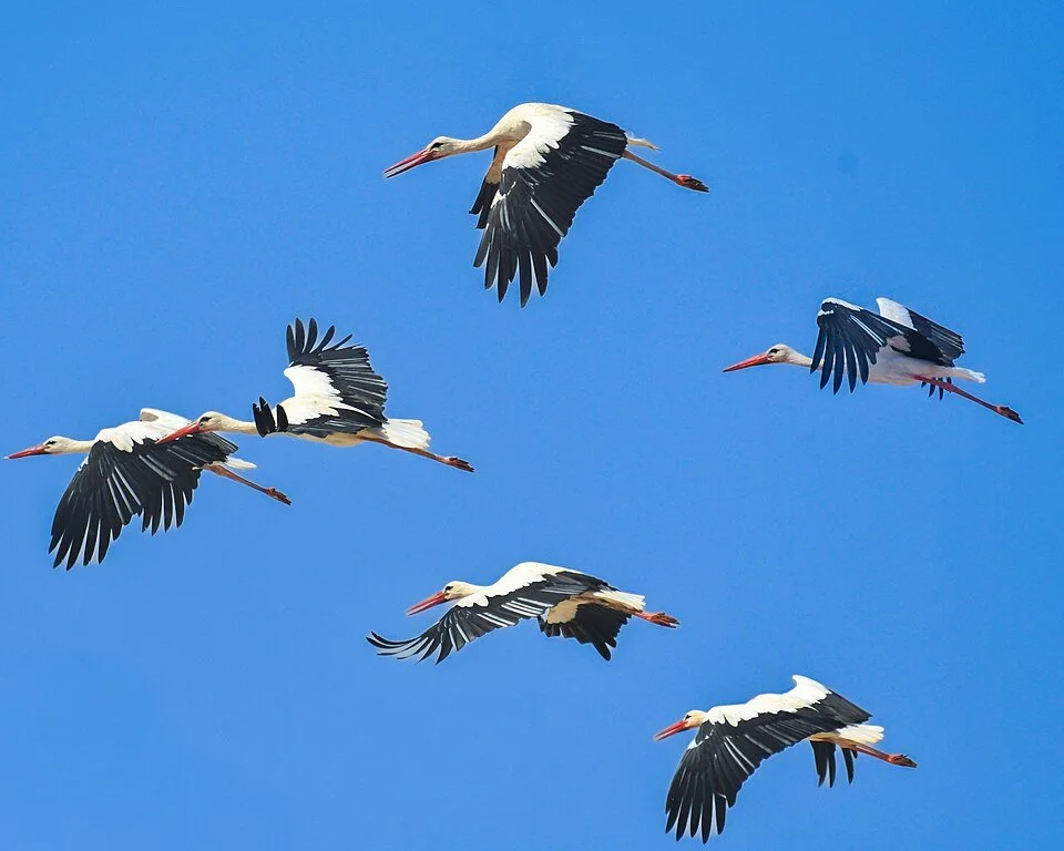 New paper: flight is costly&mdash;but so are infections. This review highlights how the immune system + pathogens can contribute to changes in the oxidative balance of migrating birds, with consequences for migratory behaviour and strategies
ㅤ
➡️ htt