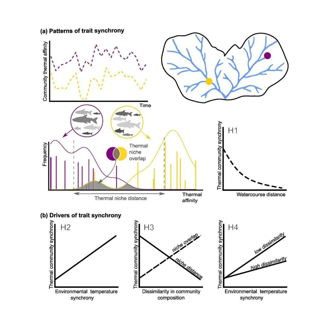 🐠〰️Fish community trait dissimilarity dampens synchronizing effect of environmental fluctuations
ㅤ
https://vist.ly/5d5zh
ㅤ
#SpatialSynchrony #FreshwaterFish #FunctionalTraits #CommunityThermalIndex #MoranEffect