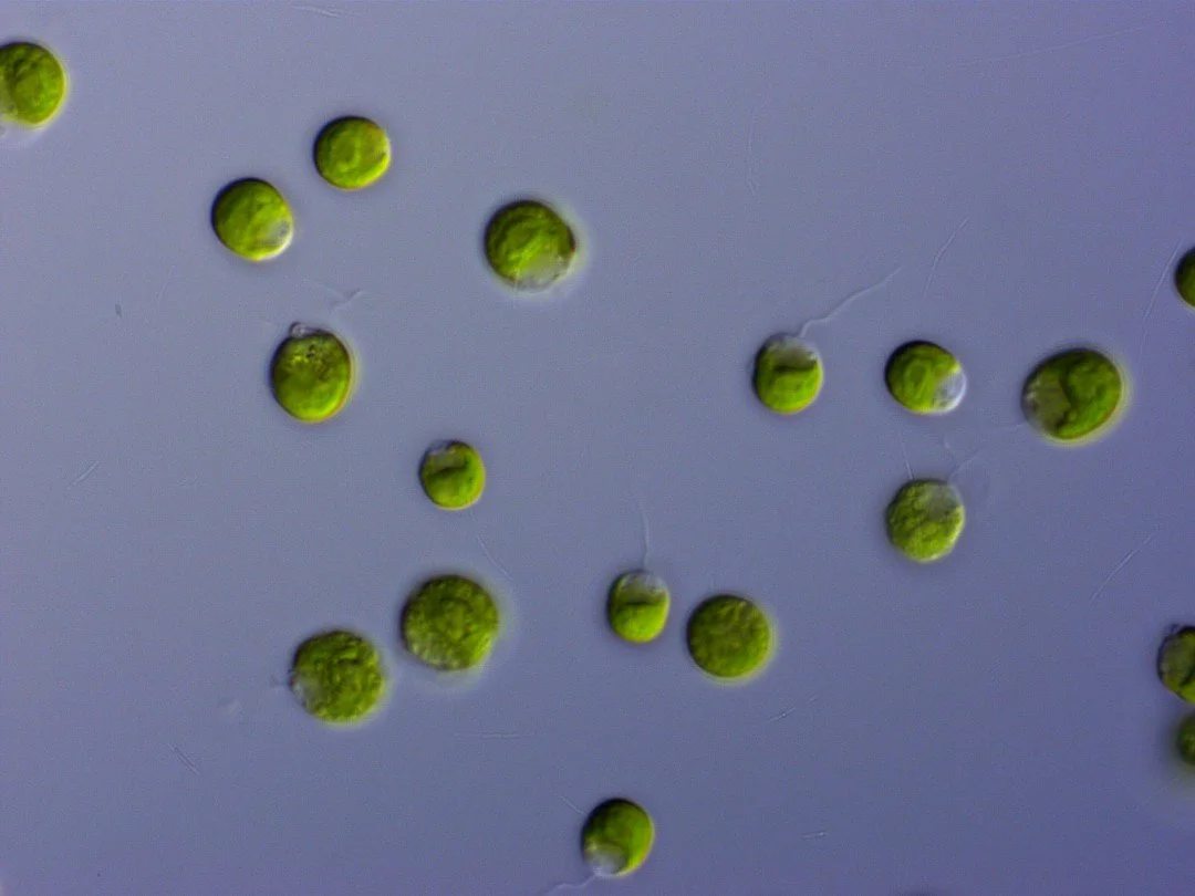 🦠🛞Drivers of metabolic density-dependence: how resource availability and conspecific cues affect phytoplankton metabolism
ㅤ
https://vist.ly/5dd2t
ㅤ
#Competition #EnergyFlux #Growth #MetabolicSuppression #Plasticity #Respiration
ㅤ

ㅤ