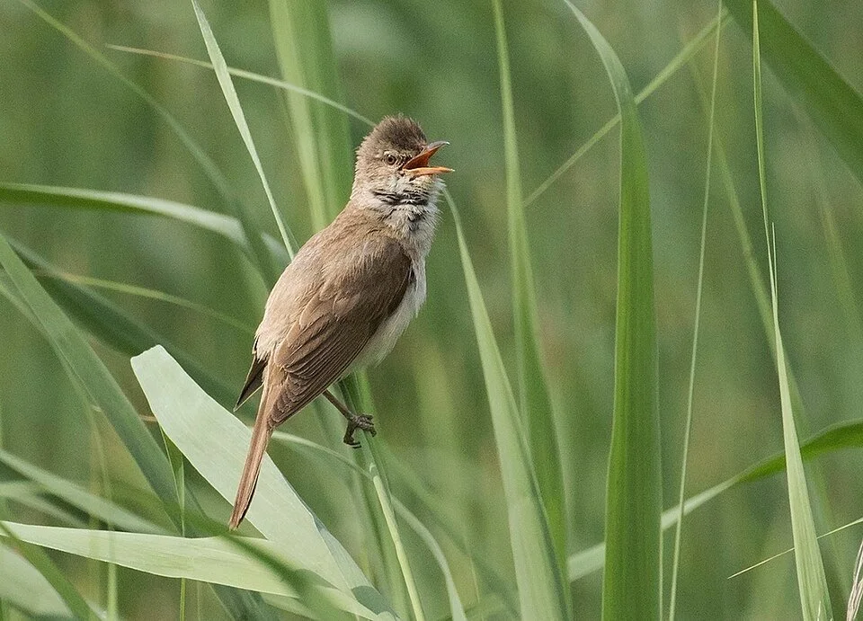 New paper: How does age influence migration timing? In great reed warblers, the oldest males depart earlier and arrived earlier than younger males, suggesting experience or age-related changes may shape spring migration schedules.
ㅤ
➡️ https://vist.l