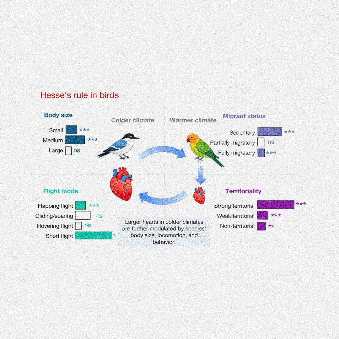Editor's choice &amp; Ignite 👍🔥: Environmental temperature shapes heart size evolution in birds
ㅤ
https://vist.ly/5dx2w
ㅤ
#BodySize #FlightMode #HeartSize #Hesse #Srule