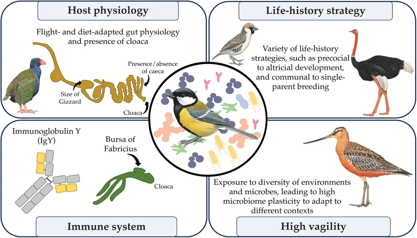 New paper: How can we advance avian microbiome research? This perspective identifies key methodological challenges and offers practical recommendations to advance studies of bird&ndash;microbe interactions.
ㅤ
➡️ https://vist.ly/5e36k
ㅤ
#microbiome #o