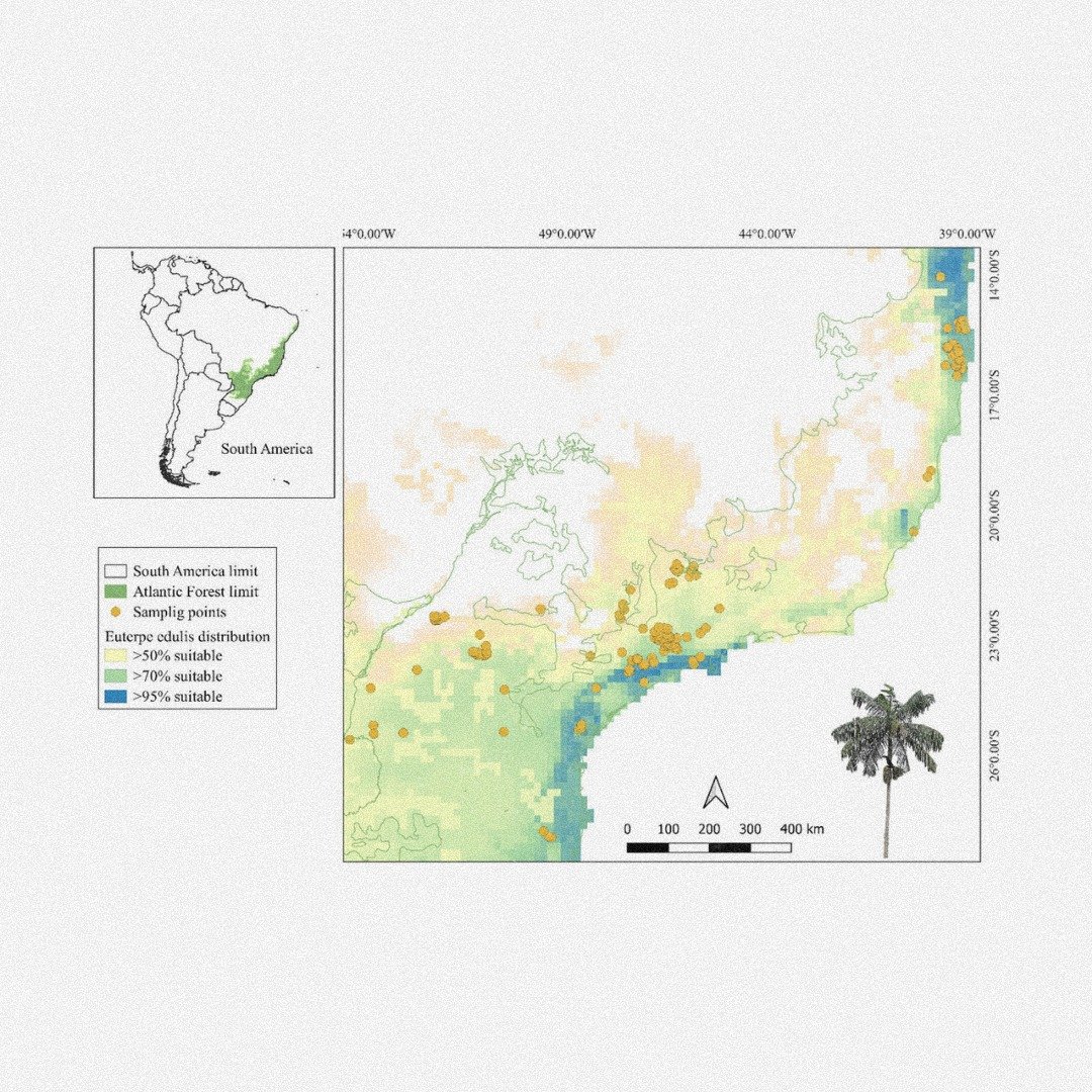 🏚️🌴Habitat loss reshuffles ecological and evolutionary interactions in a seed dispersal network
ㅤ
https://vist.ly/5engy
ㅤ
#AtlanticForest #Evolution #EvolutionaryDistinctness #Frugivores #SeedDispersal