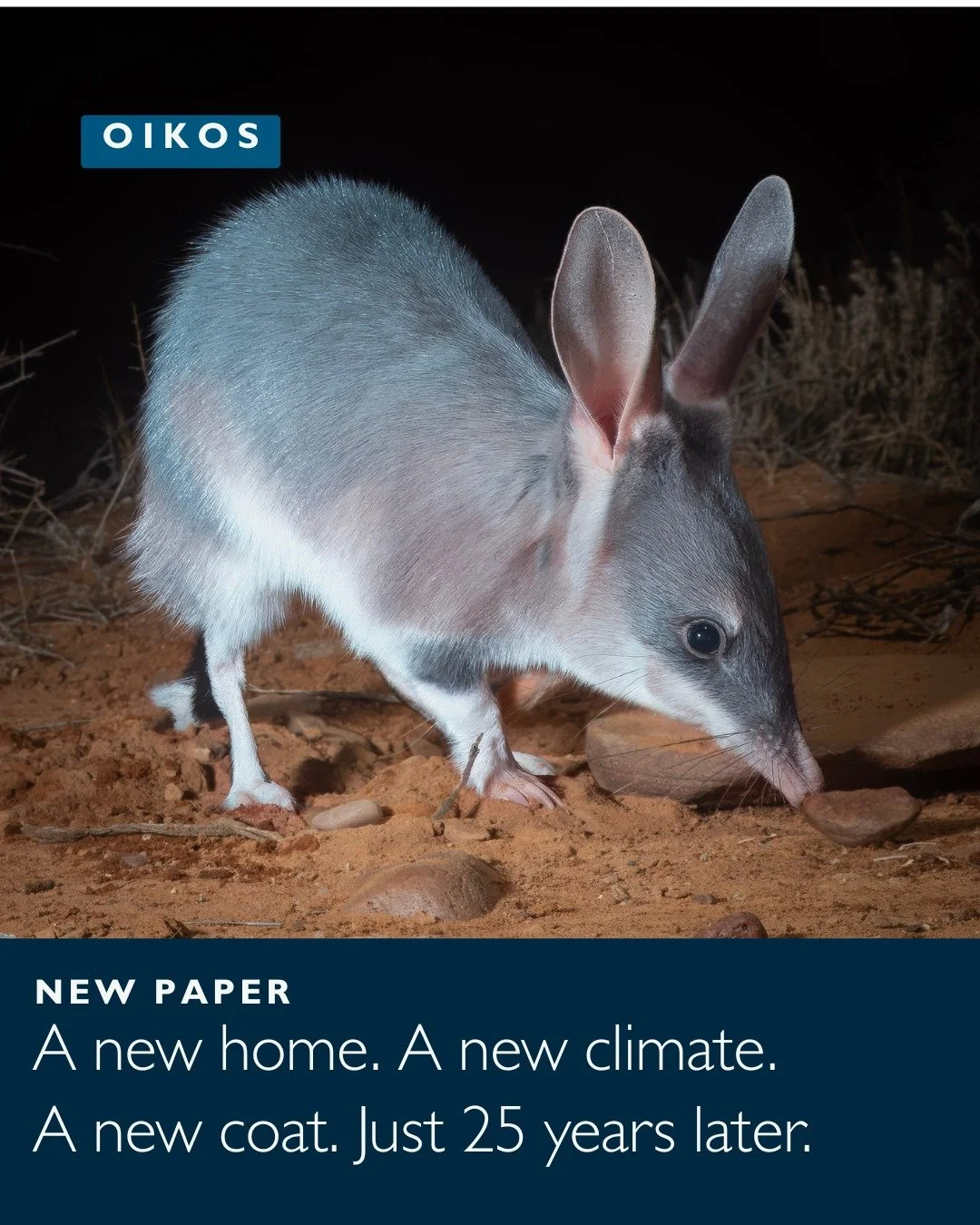 👔☀️Dress for success: climate pressures predict fur insulation and body size in natural and reintroduced populations of a threatened marsupial
ㅤ
📷 Jack Bilby
ㅤ
https://vist.ly/5esyd
ㅤ
#Insulation #BodySize #GeographicVariation #Reintroduction #Func