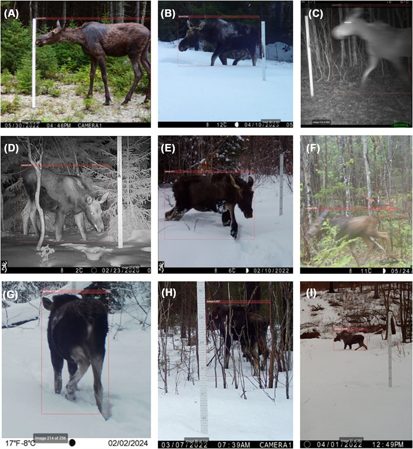 Life-history stages and behavior influence demographic classification of moose captured on remote cameras https://vist.ly/5f89s #CameraTraps #Moose #Monitoring