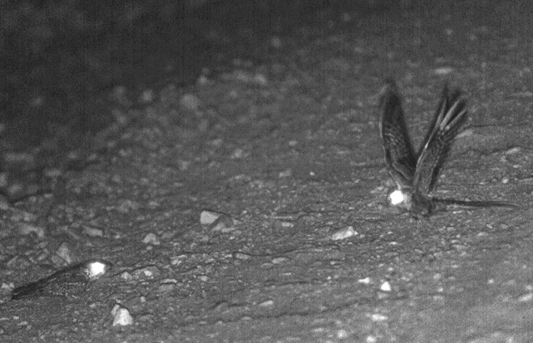 New paper: insights into courtship sound production of nightjars. Synchronized high-speed infrared video and audio show that male scissor-tailed nightjars produce sharp sounds by rapidly striking their wrists together&mdash;not by clapping their wing